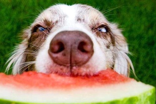 娱乐圈大揭秘与小猫咪视频下载攻略